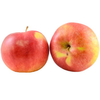 פיטריות יער