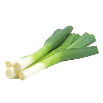 בצל לבן